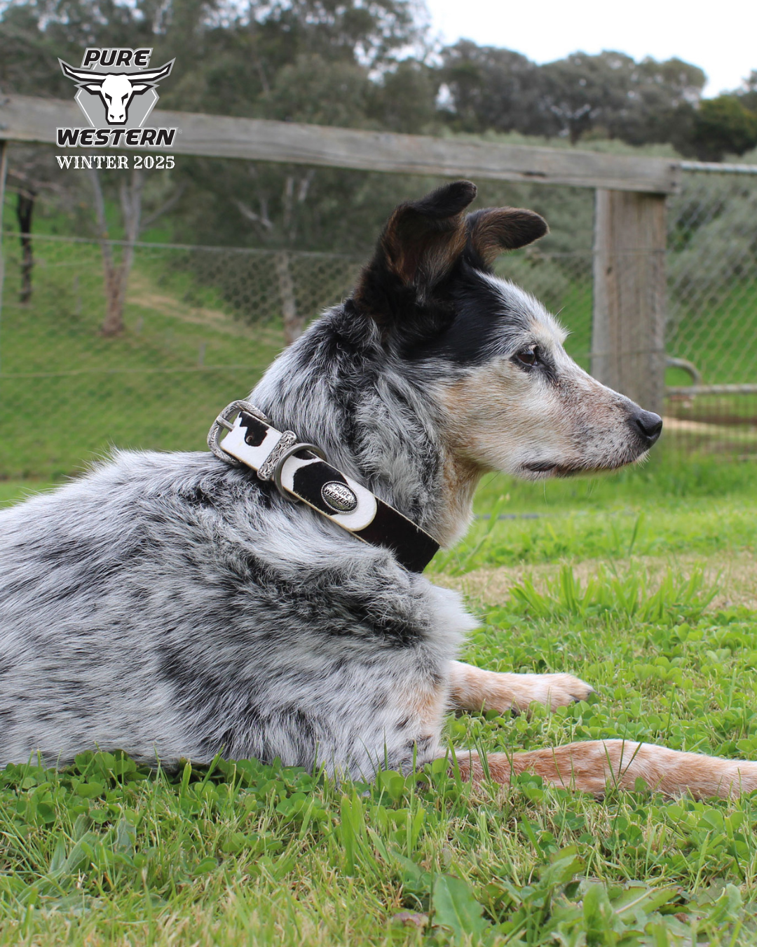 Pure Western - Adelaide Black Dog Collar