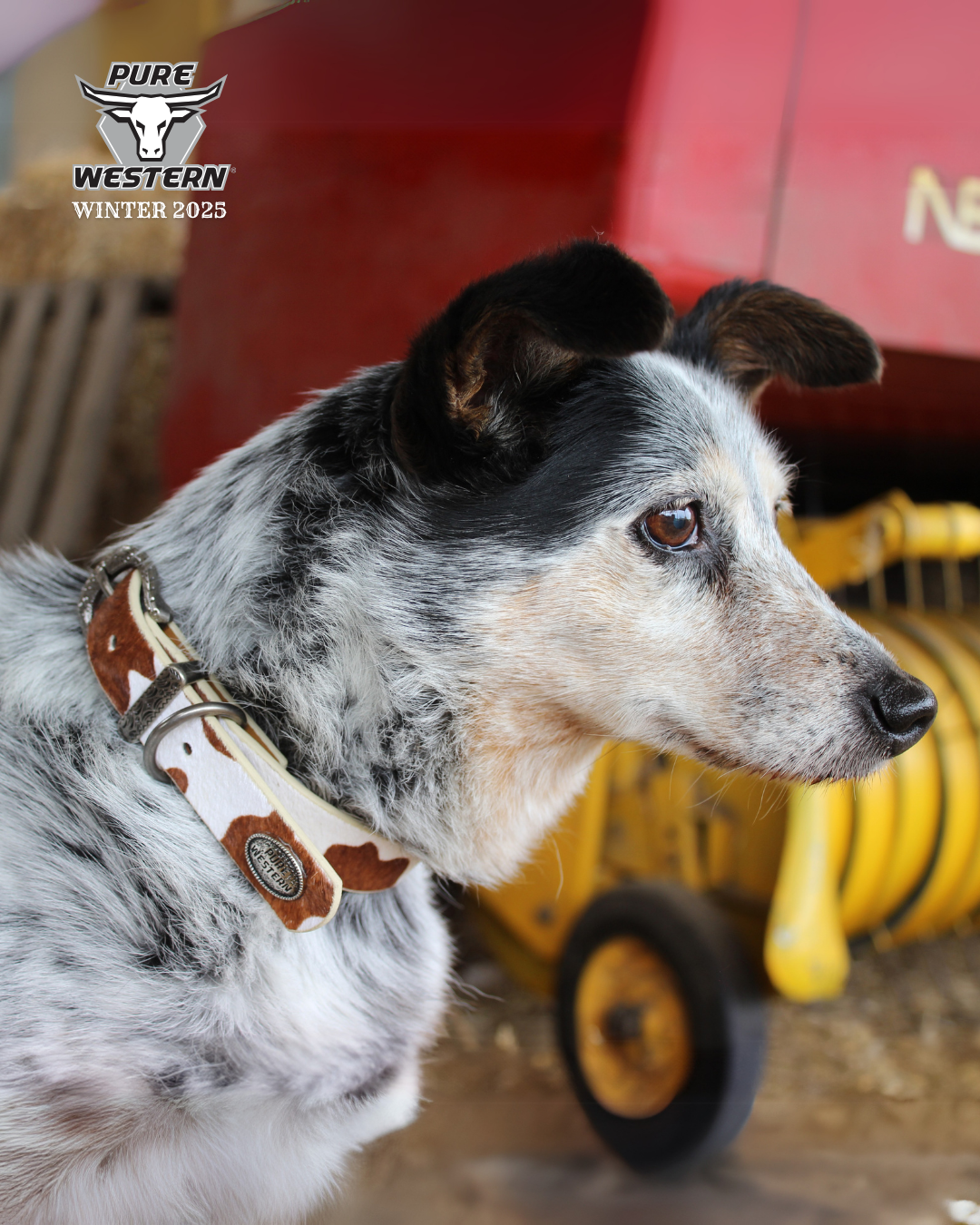 Pure Western - Adelaide Tan Dog Collar