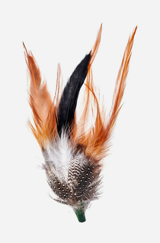 Brixton Hat Feather - Burnt Orange/ Black/ Mahogany